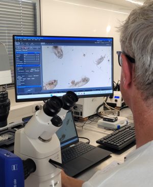 Analysing freshly collected samples under the microscope. Credit: Emily Farthing